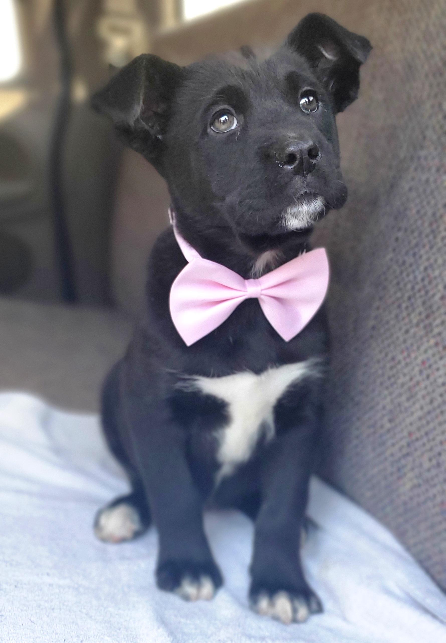 Enlarge Harlow, a Adoptable mixed breed in Jacksonville, FL image 2/6