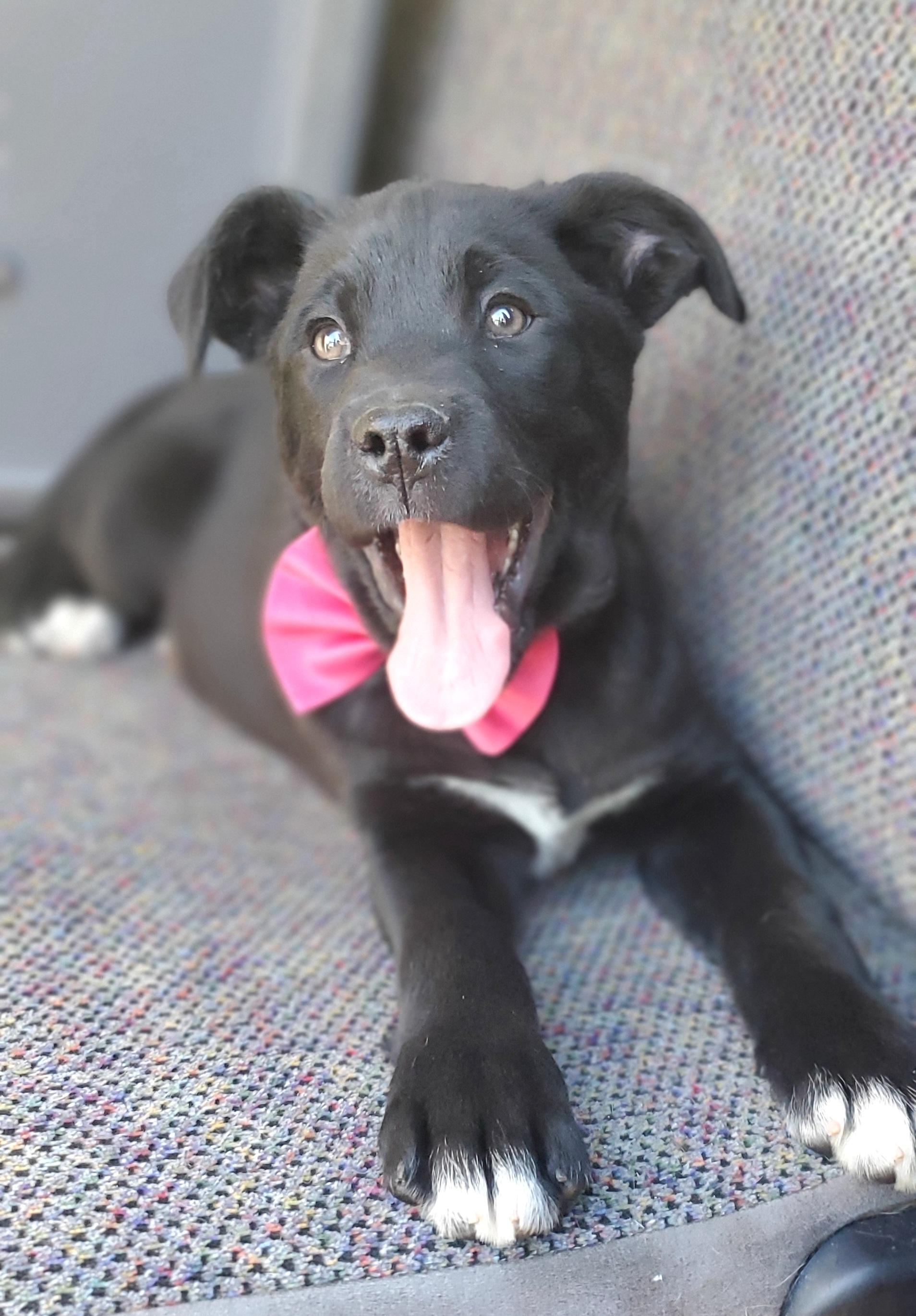Enlarge Harlow, a Adoptable mixed breed in Jacksonville, FL image 1/6