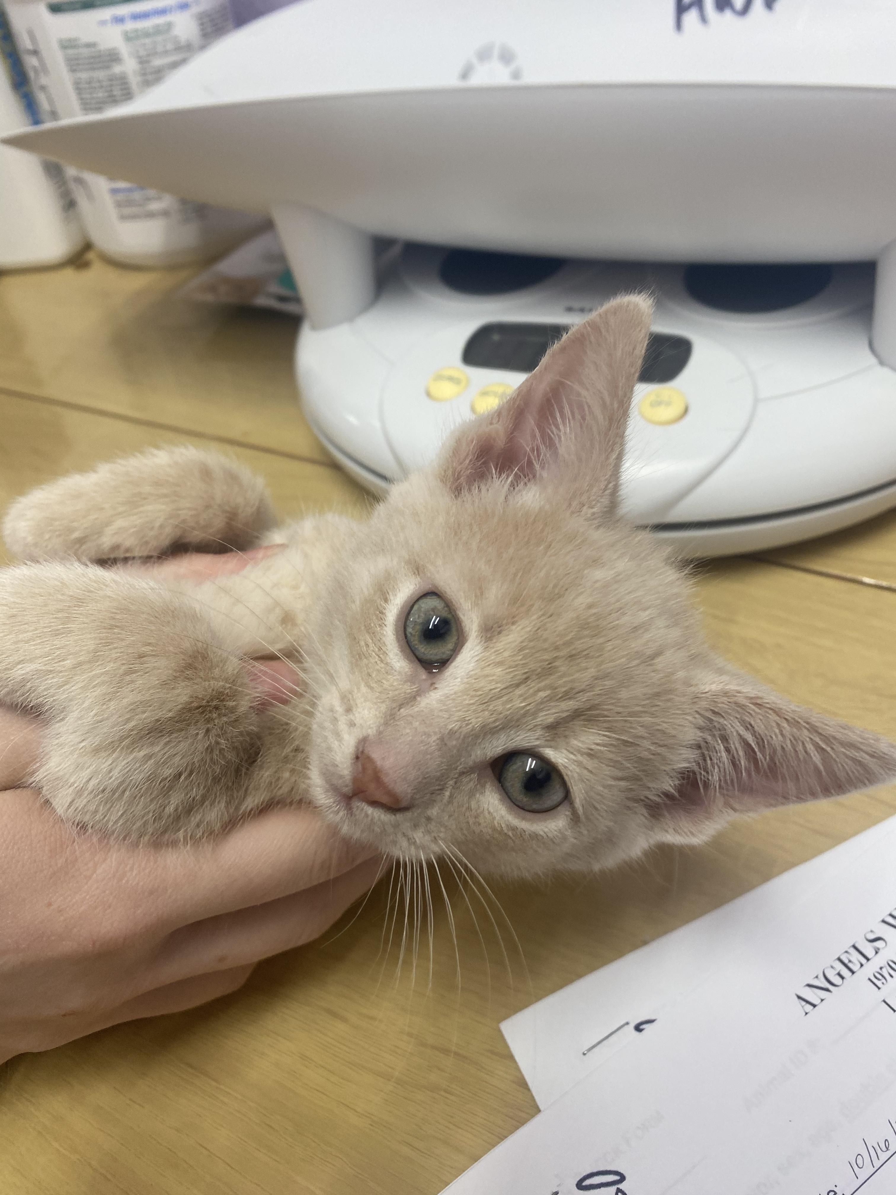 Matteo, Adopted, Young Male Domestic Short Hair.
