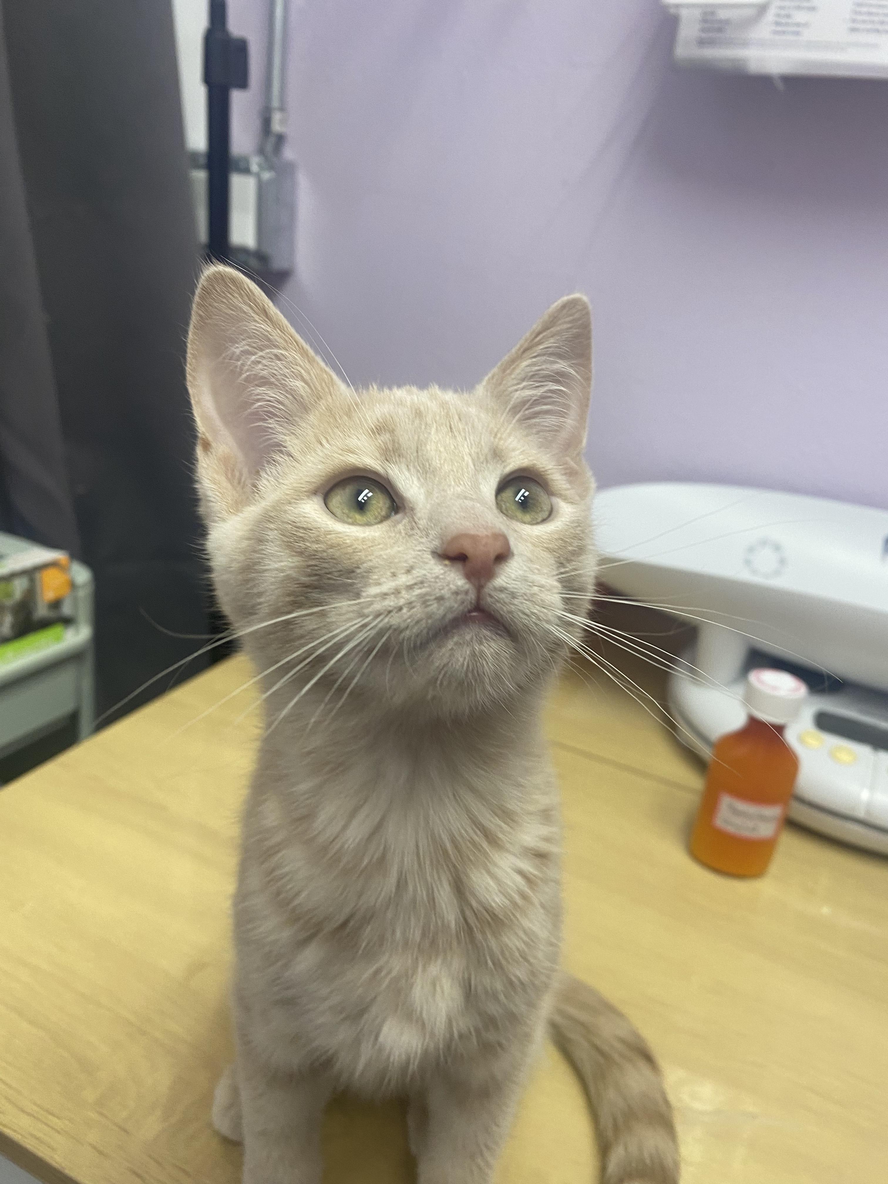 Enlarge Matteo, a Adopted mixed breed in Lakewood, CO image 2/2