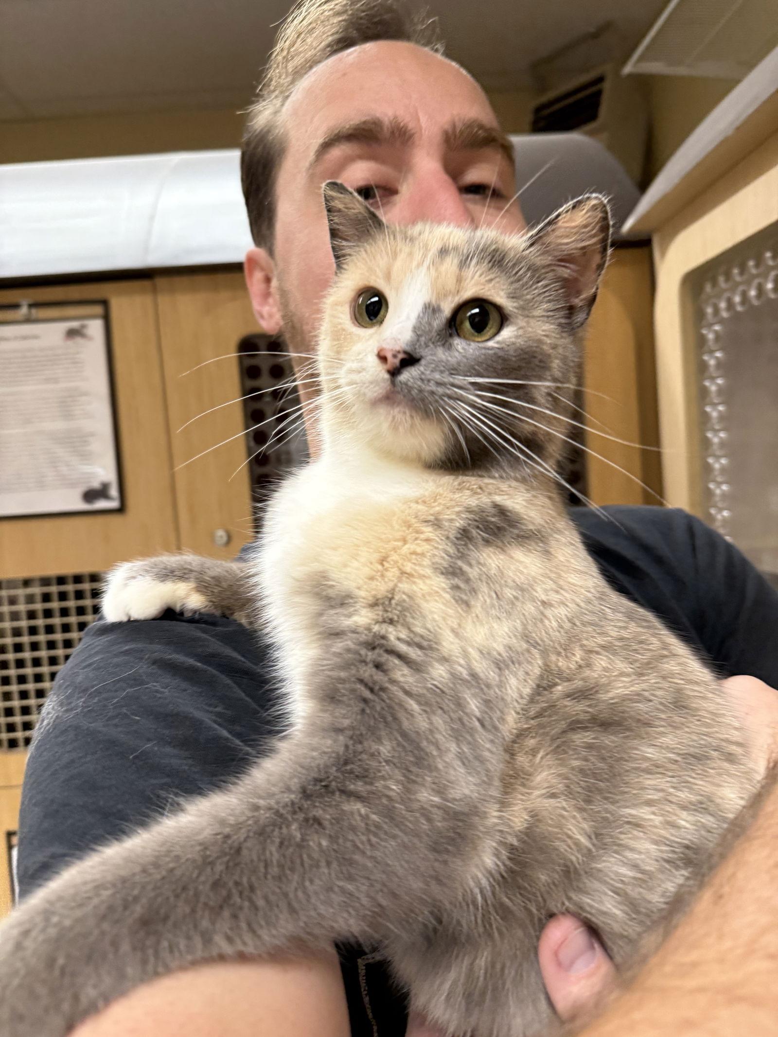 Eloise Napa, a Adopted Dilute Tortoiseshell in Napa, CA image 2/3