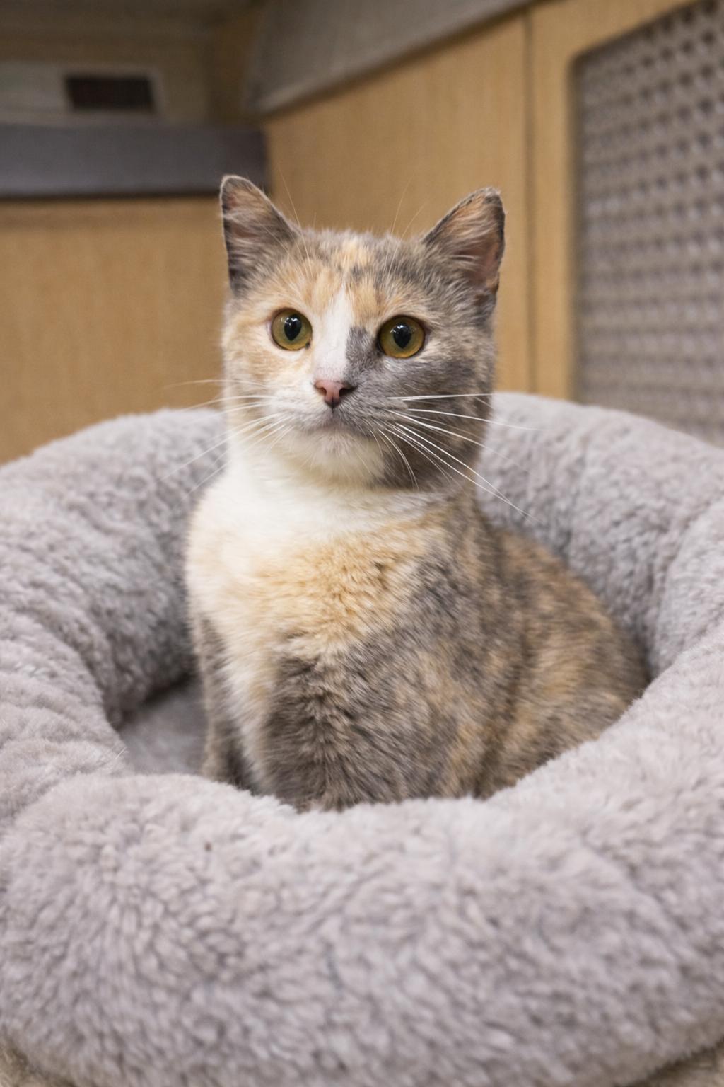 Eloise Napa, a Adopted Dilute Tortoiseshell in Napa, CA image 3/3