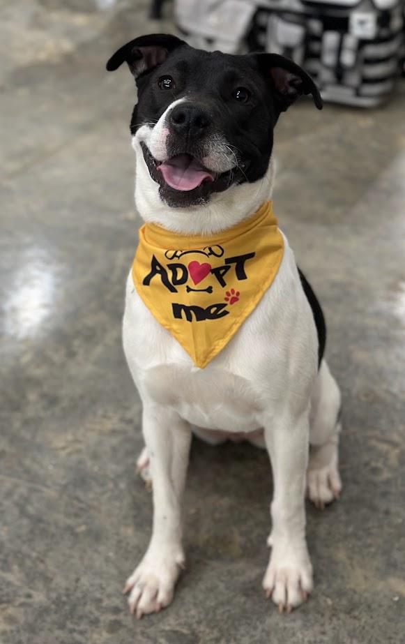 Momo, Adopted, Adult Female Staffordshire Bull Terrier.
