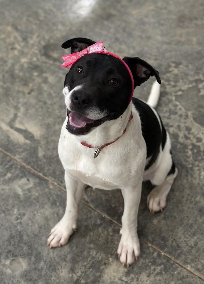 Enlarge Momo, a Adopted Staffordshire Bull Terrier in Knoxville, TN image 3/4