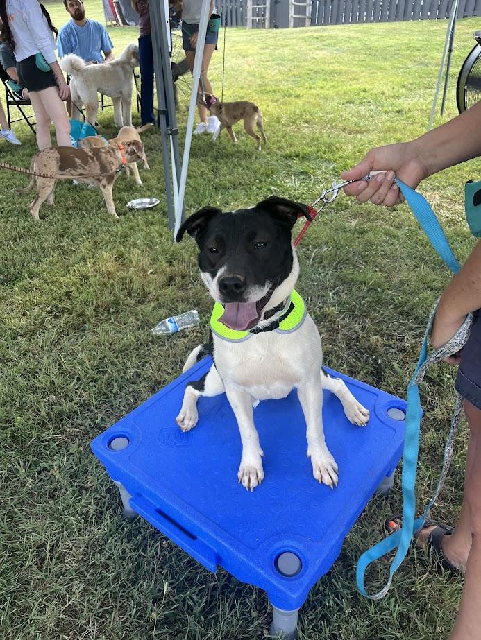 Enlarge Momo, a Adopted Staffordshire Bull Terrier in Knoxville, TN image 4/4