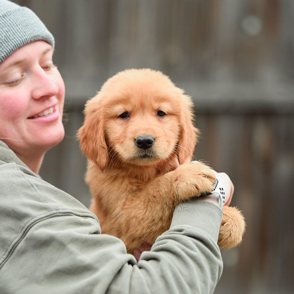 Penne, an adopted Golden Retriever in Chester Springs, PA image 1/4