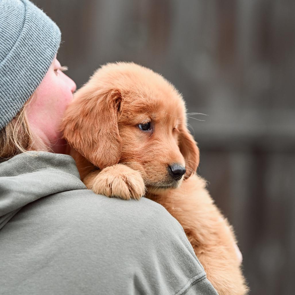 Penne, an adopted Golden Retriever in Chester Springs, PA image 2/4