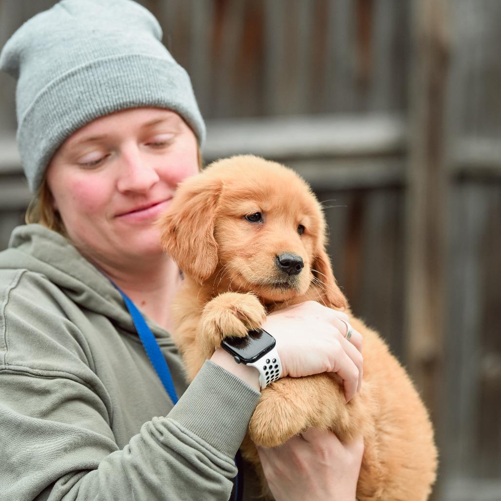 Penne, an adopted Golden Retriever in Chester Springs, PA image 3/4