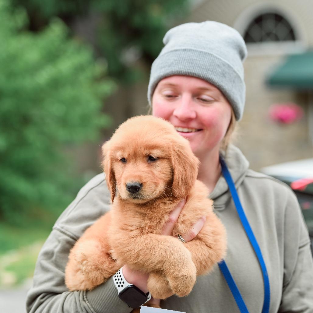 Penne, an adopted Golden Retriever in Chester Springs, PA image 4/4