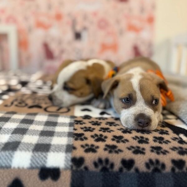 Trickee Lee Perla — thumbnail 5