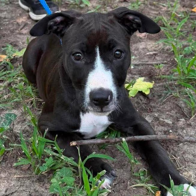 Enlarge Knockwurst, a Adoptable mixed breed in Olathe, KS image 1/4