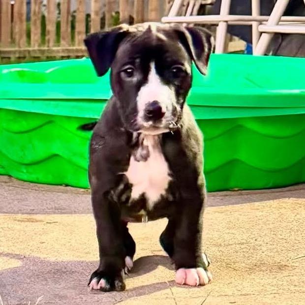 Enlarge Knockwurst, a Adoptable mixed breed in Olathe, KS image 2/4
