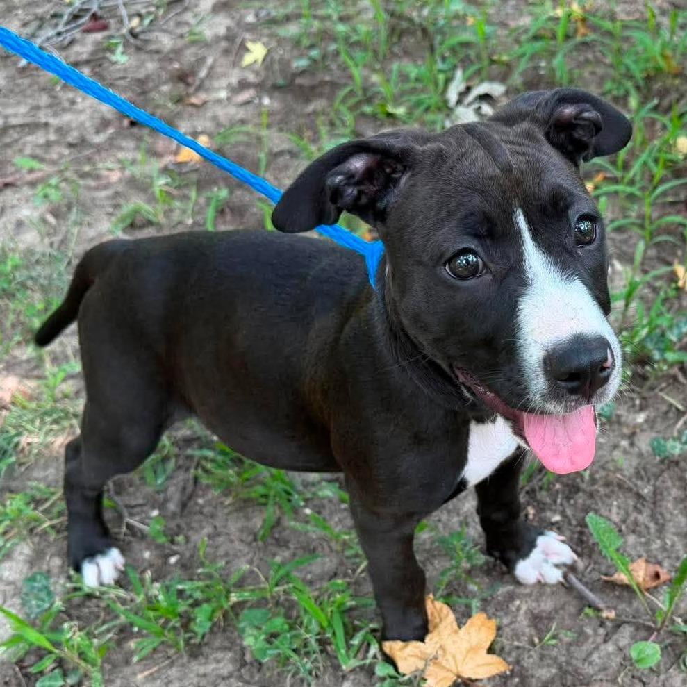 Enlarge Knockwurst, a Adoptable mixed breed in Olathe, KS image 3/4