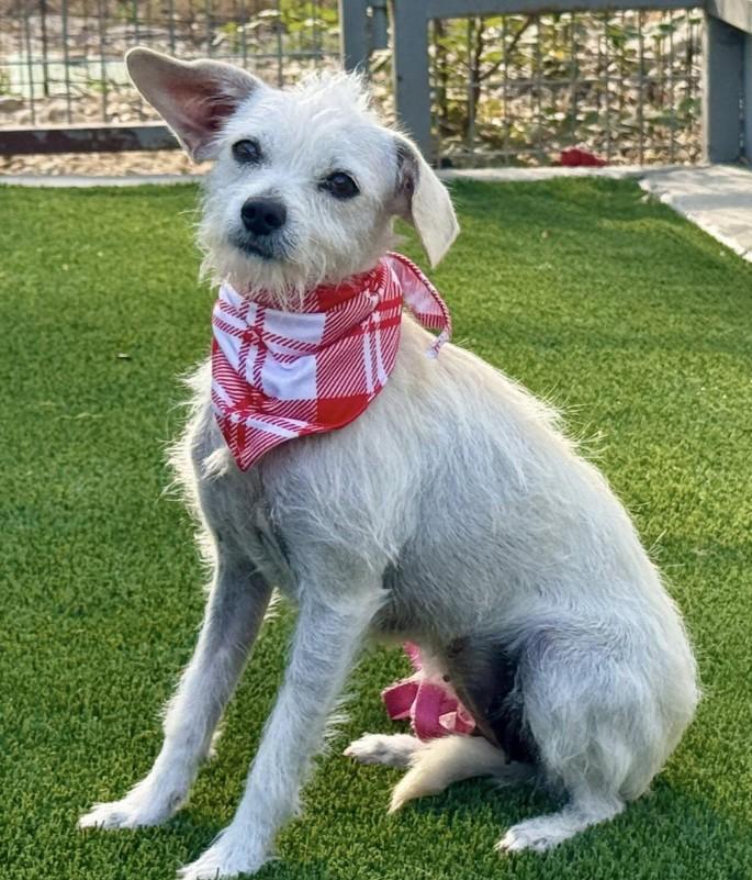 Natalie-A Gentle Little Lady with a Mohawk and a Big Heart