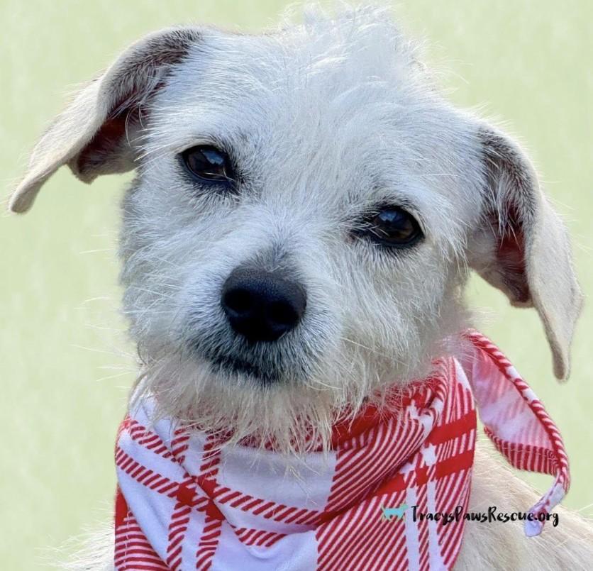 Natalie-A Gentle Little Lady with a Mohawk and a Big Heart