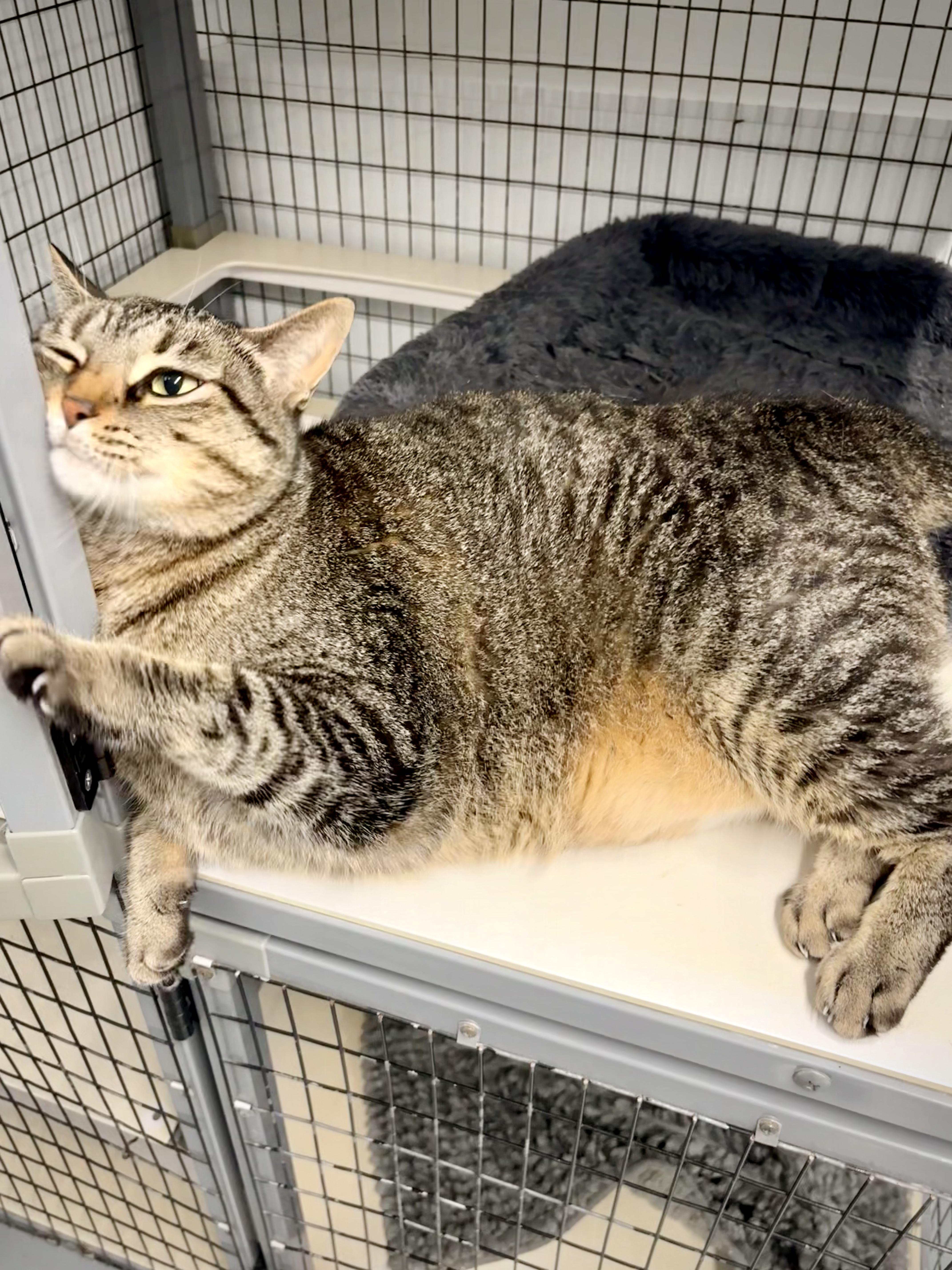Sturdy - At Petsmart, Adopted, Adult Female Domestic Short Hair.