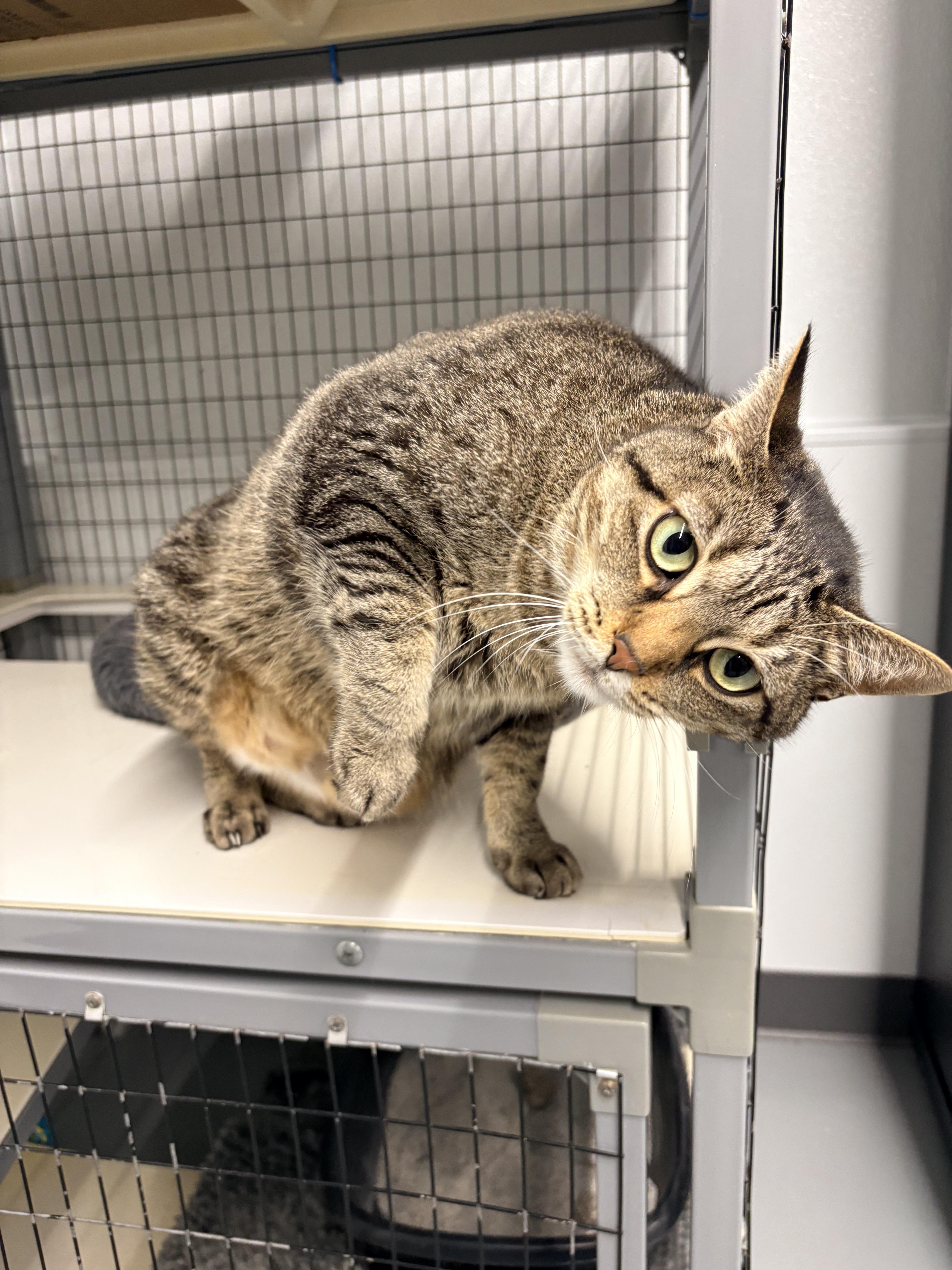 Enlarge Sturdy - At Petsmart, a Adopted Domestic Short Hair in Kalamazoo, MI image 2/3