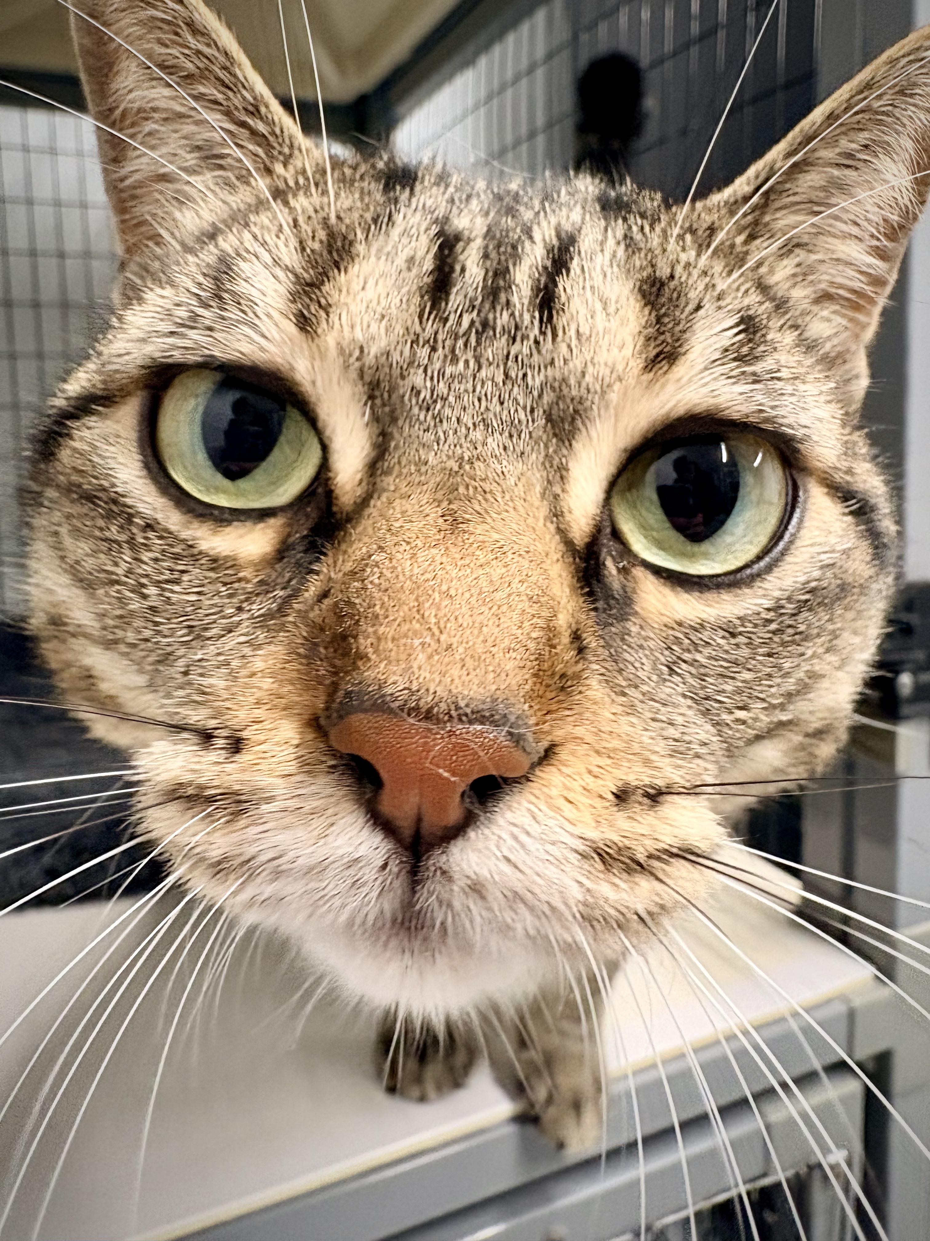Enlarge Sturdy - At Petsmart, a Adopted Domestic Short Hair in Kalamazoo, MI image 3/3
