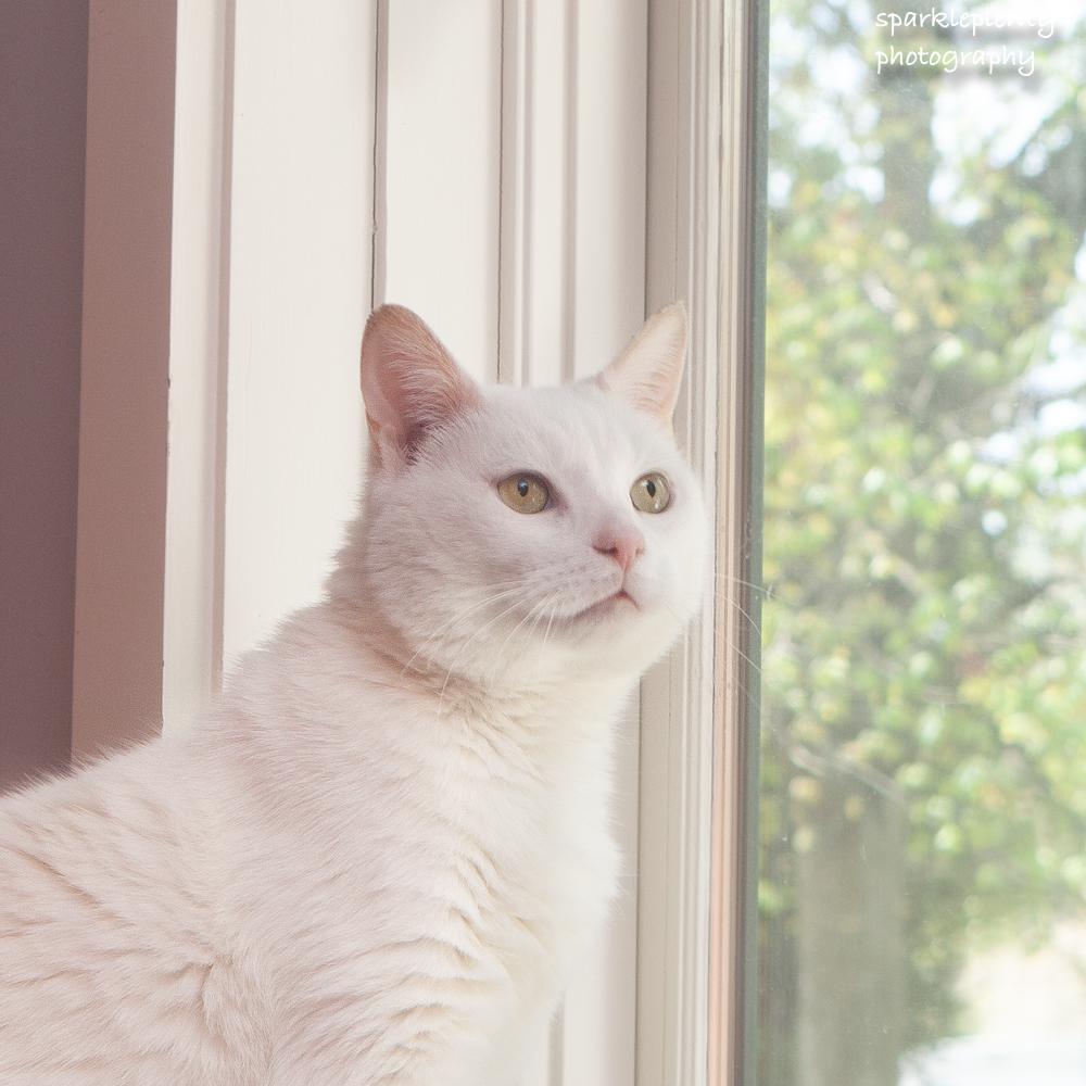 Falkor, an adoptable Domestic Short Hair in Ridgefield, CT image 1/3