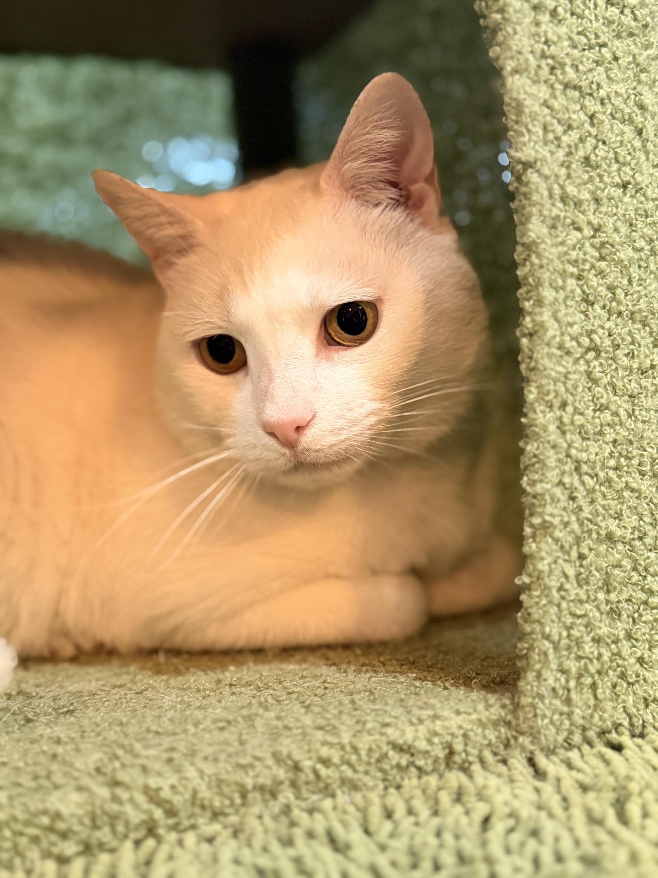 Falkor, an adoptable Domestic Short Hair in Ridgefield, CT image 3/3