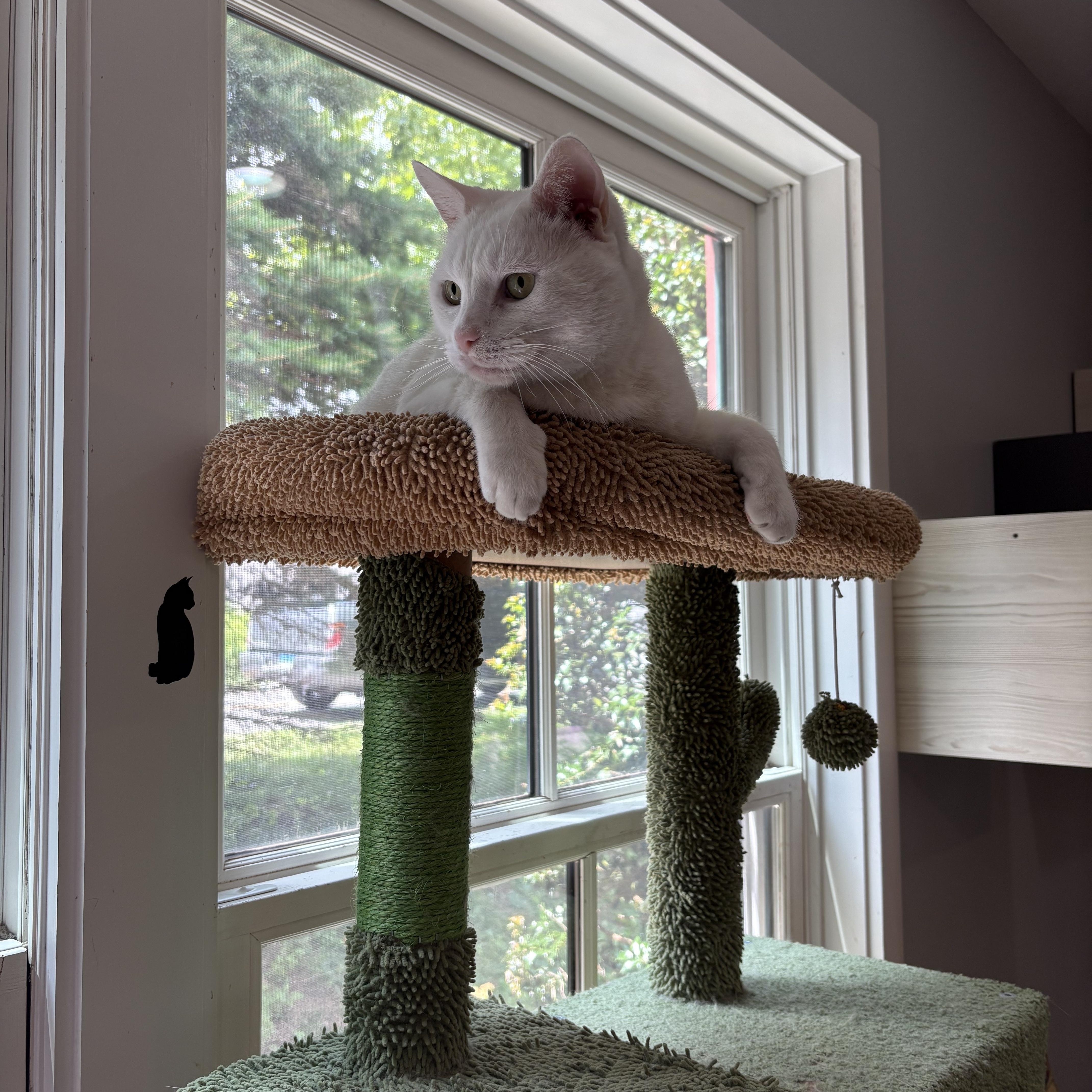 Enlarge Falkor, an adoptable Domestic Short Hair in Ridgefield, CT image 6/6