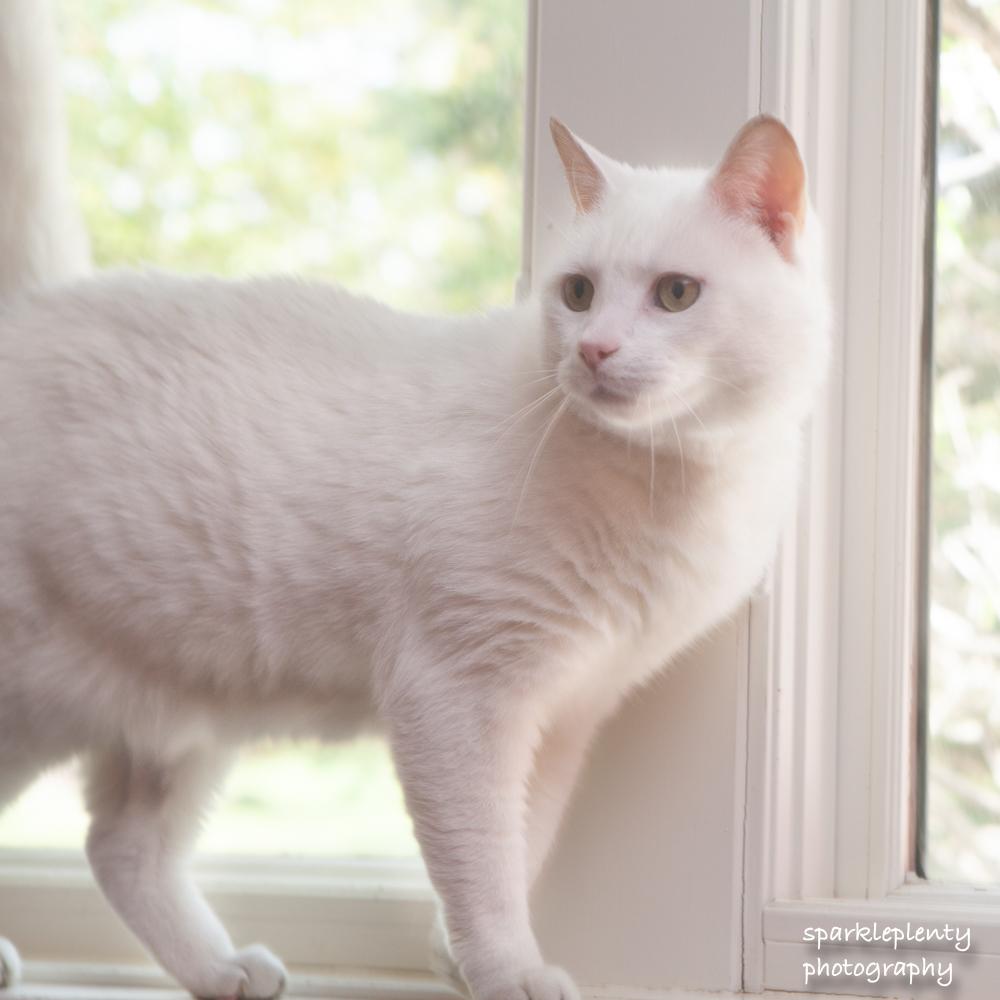 Falkor, an adoptable Domestic Short Hair in Ridgefield, CT image 2/3