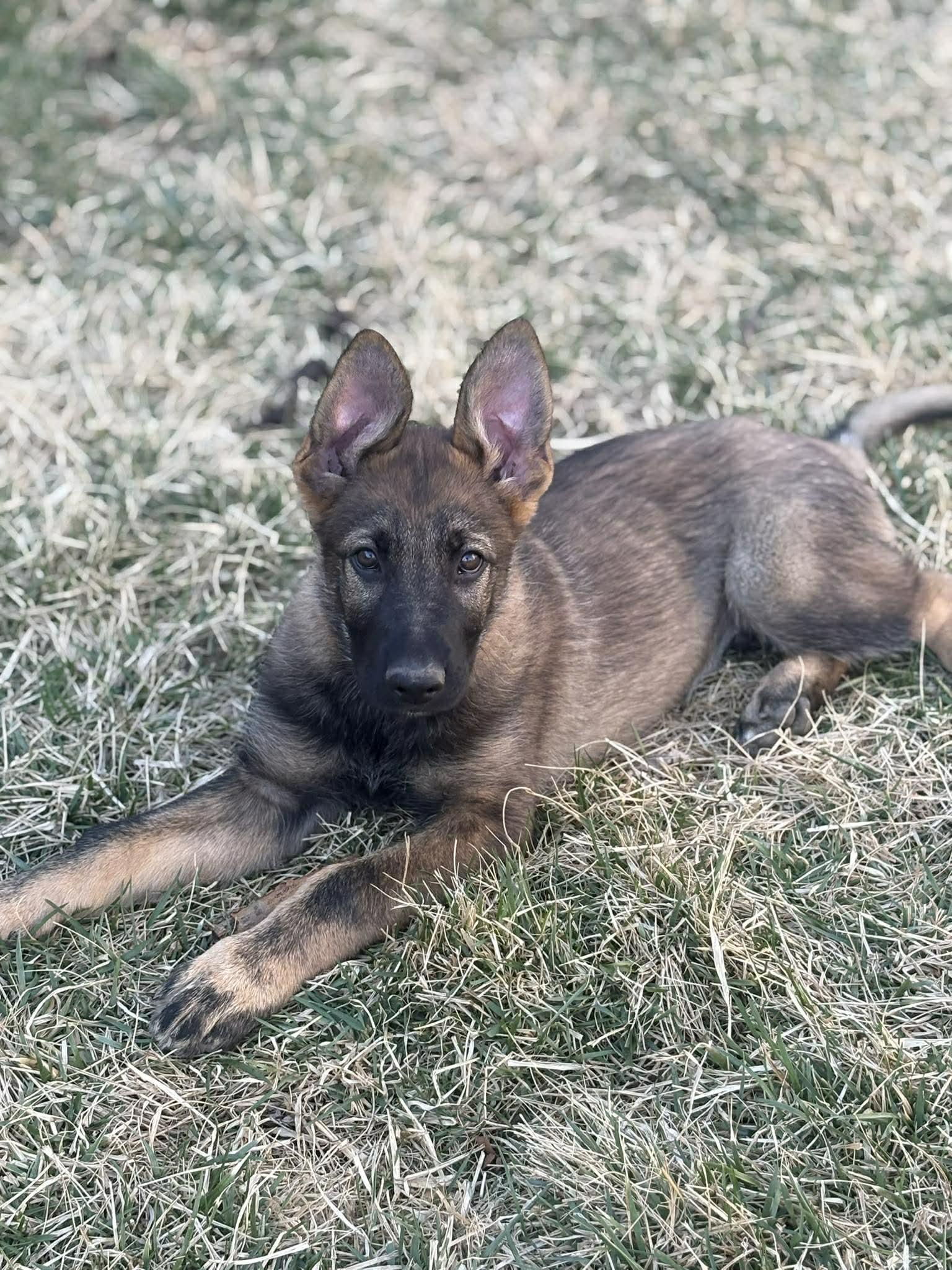 Enlarge Lincoln - Nebraska Litter, a Adoptable German Shepherd Dog in Gretna, NE image 1/3