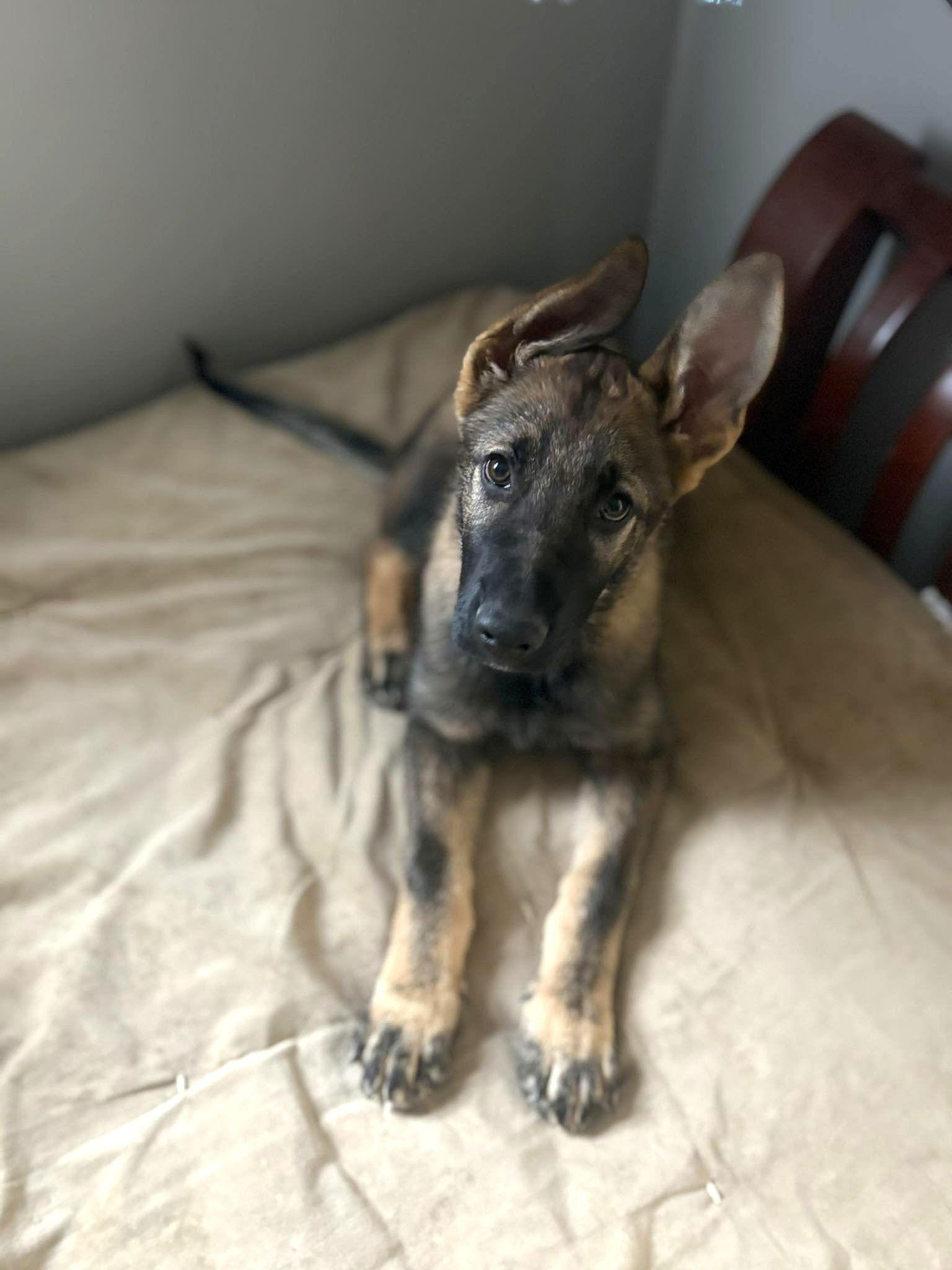 Enlarge Lincoln - Nebraska Litter, a Adoptable German Shepherd Dog in Gretna, NE image 2/3