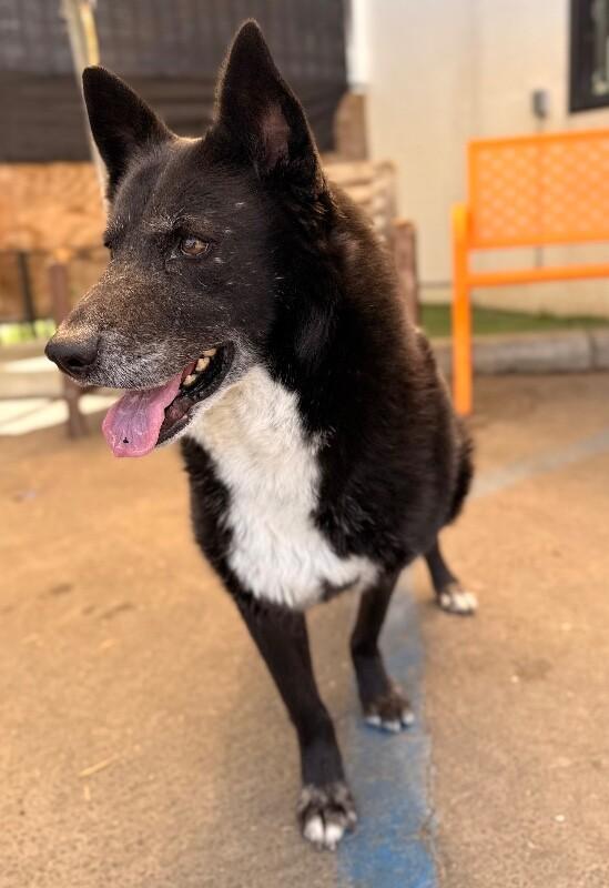Sasha, Adoptable, Senior Female Border Collie & Shepherd.