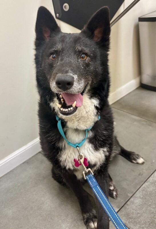 Sasha, a Adoptable mixed breed in Van Nuys, CA image 2/6