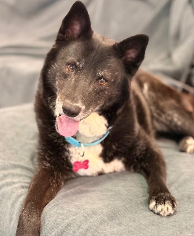 Enlarge Sasha, a Adoptable mixed breed in Van Nuys, CA image 3/6