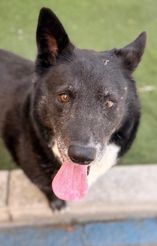 Sasha, a Adoptable mixed breed in Van Nuys, CA image 3/6