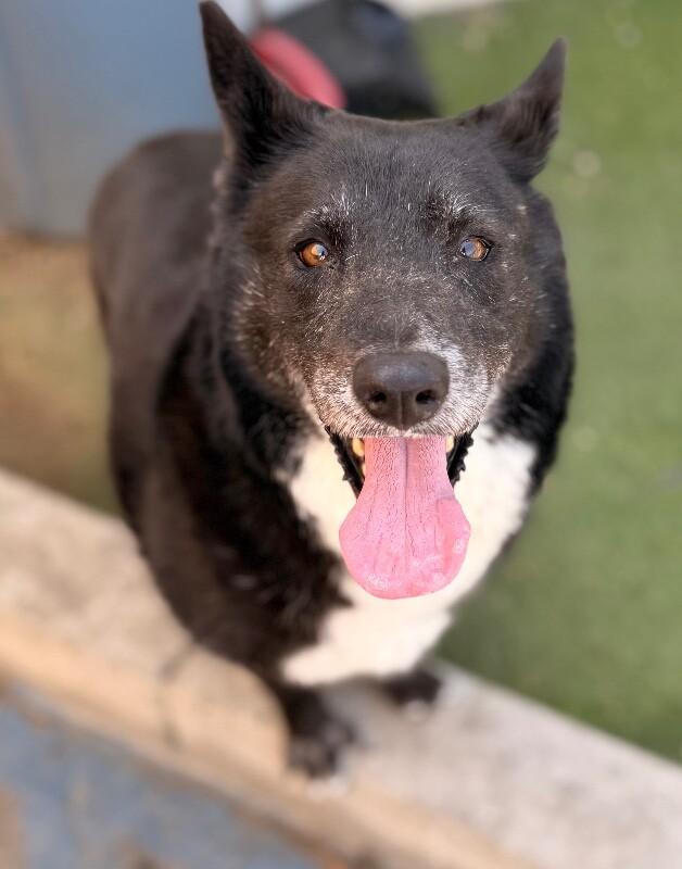Sasha, a Adoptable mixed breed in Van Nuys, CA image 5/6
