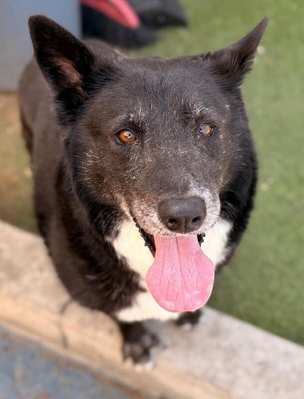 Sasha, a Adoptable mixed breed in Van Nuys, CA image 6/6