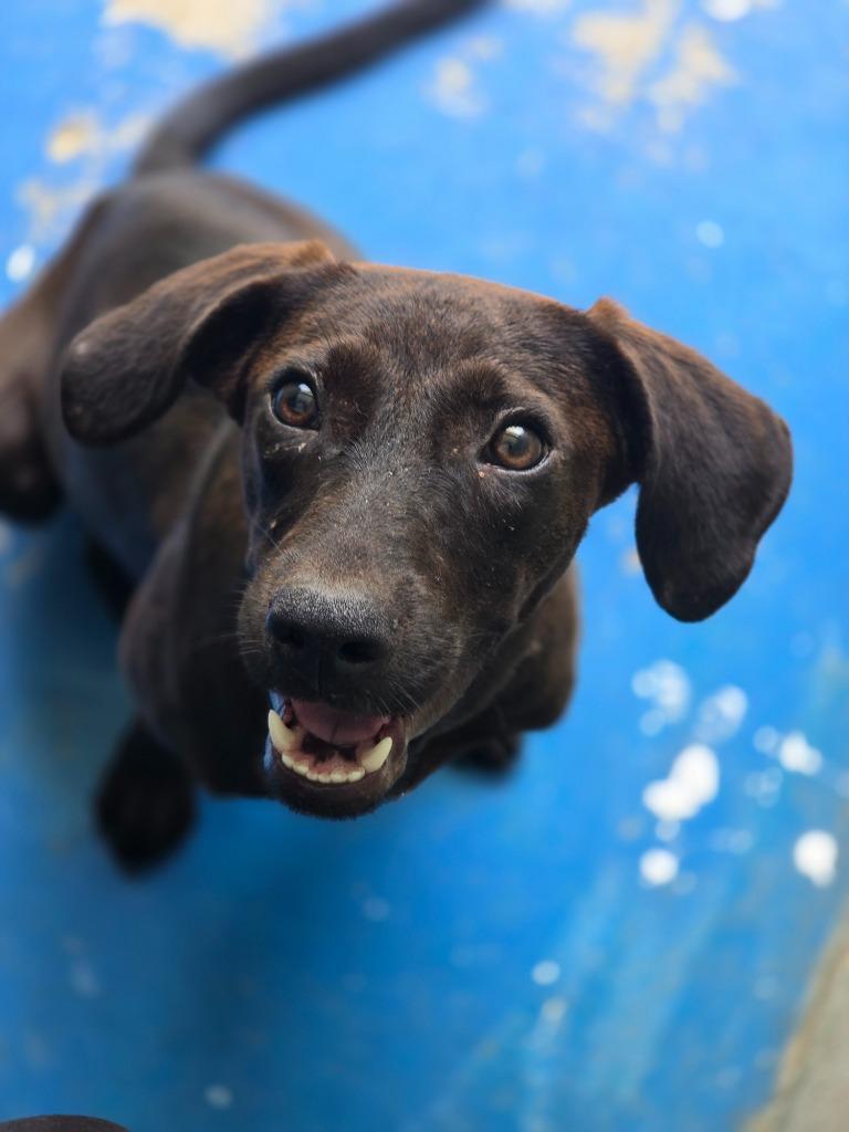 Meredith In Foster, Adoptable, Young Female Hound.