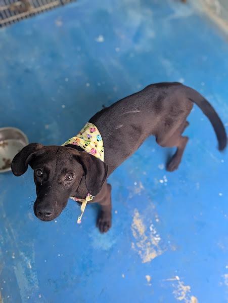 Enlarge Meredith In Foster, a Adoptable mixed breed in Danielsville, GA image 2/3