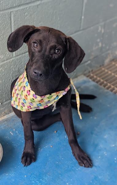 Enlarge Meredith In Foster, a Adoptable mixed breed in Danielsville, GA image 3/3