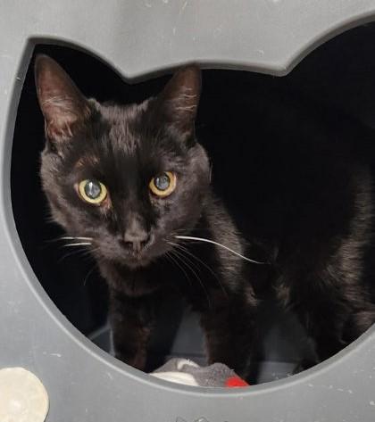 Philly, ADOPTABLE, Adult Female Domestic Short Hair.