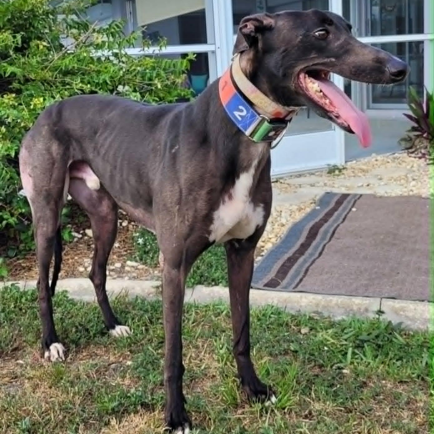 FF Capt Morgan (Captain Morgan), a ADOPTABLE Greyhound in North Port, FL image 3/5