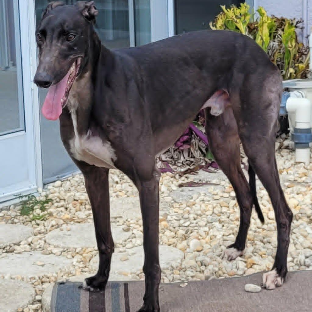 FF Capt Morgan (Captain Morgan), a ADOPTABLE Greyhound in North Port, FL image 5/5