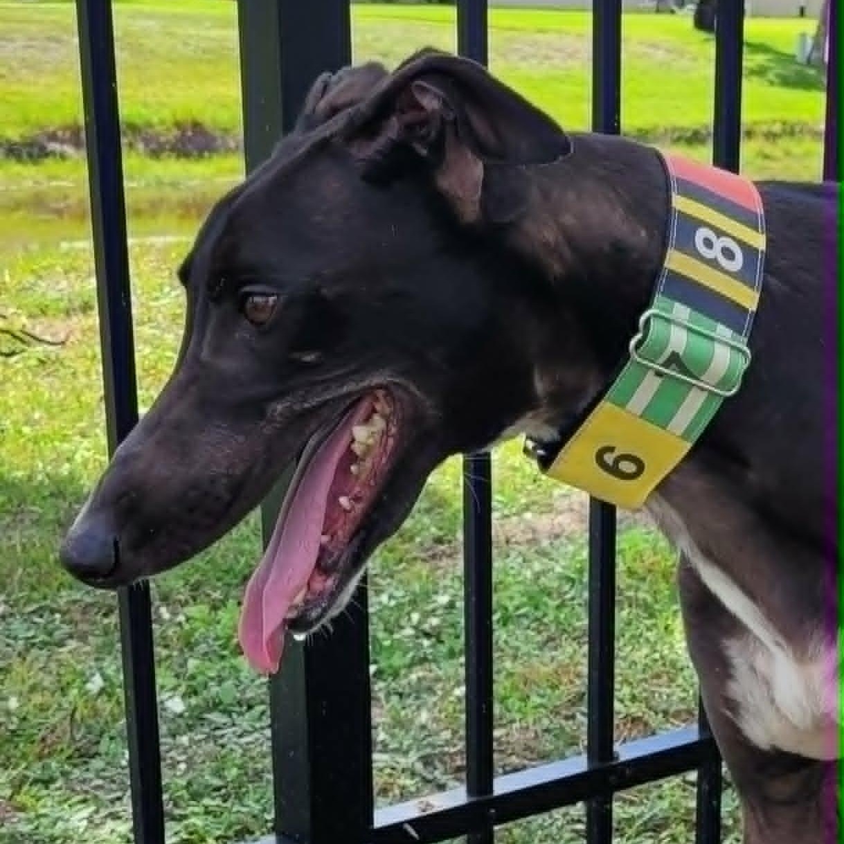 FF Capt Morgan (Captain Morgan), a ADOPTABLE Greyhound in North Port, FL image 2/5