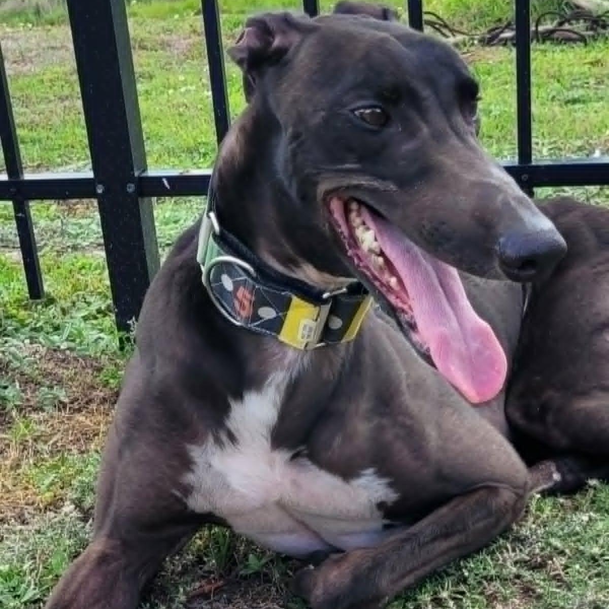 FF Capt Morgan (Captain Morgan), a ADOPTABLE Greyhound in North Port, FL image 1/5