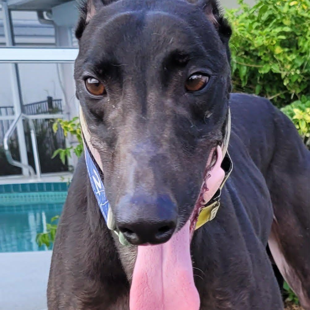 FF Capt Morgan (Captain Morgan), a ADOPTABLE Greyhound in North Port, FL image 4/5