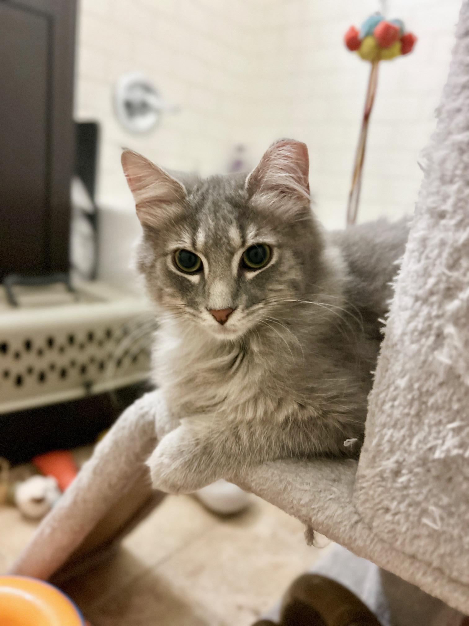 Pine Nut, Adopted, Kitten Female Domestic Medium Hair.