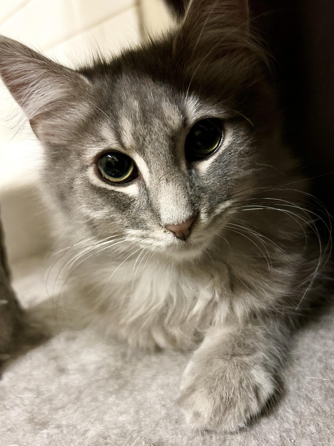 Enlarge Pine Nut, a Adopted Domestic Medium Hair in New York, NY image 5/6