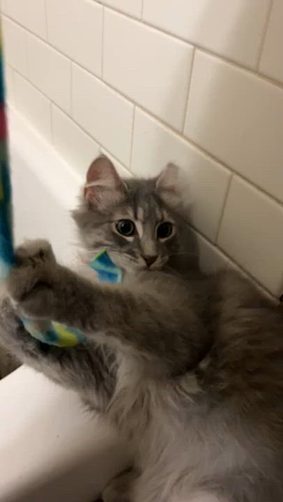 Enlarge Pine Nut, a Adopted Domestic Medium Hair in New York, NY video 3/6