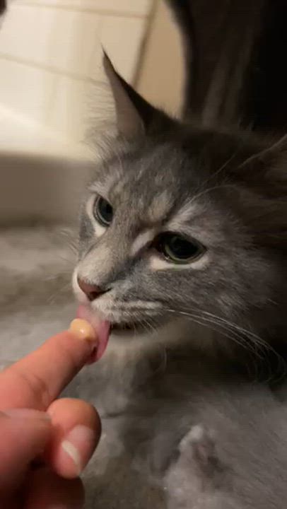 Enlarge Pine Nut, a Adopted Domestic Medium Hair in New York, NY video 2/6