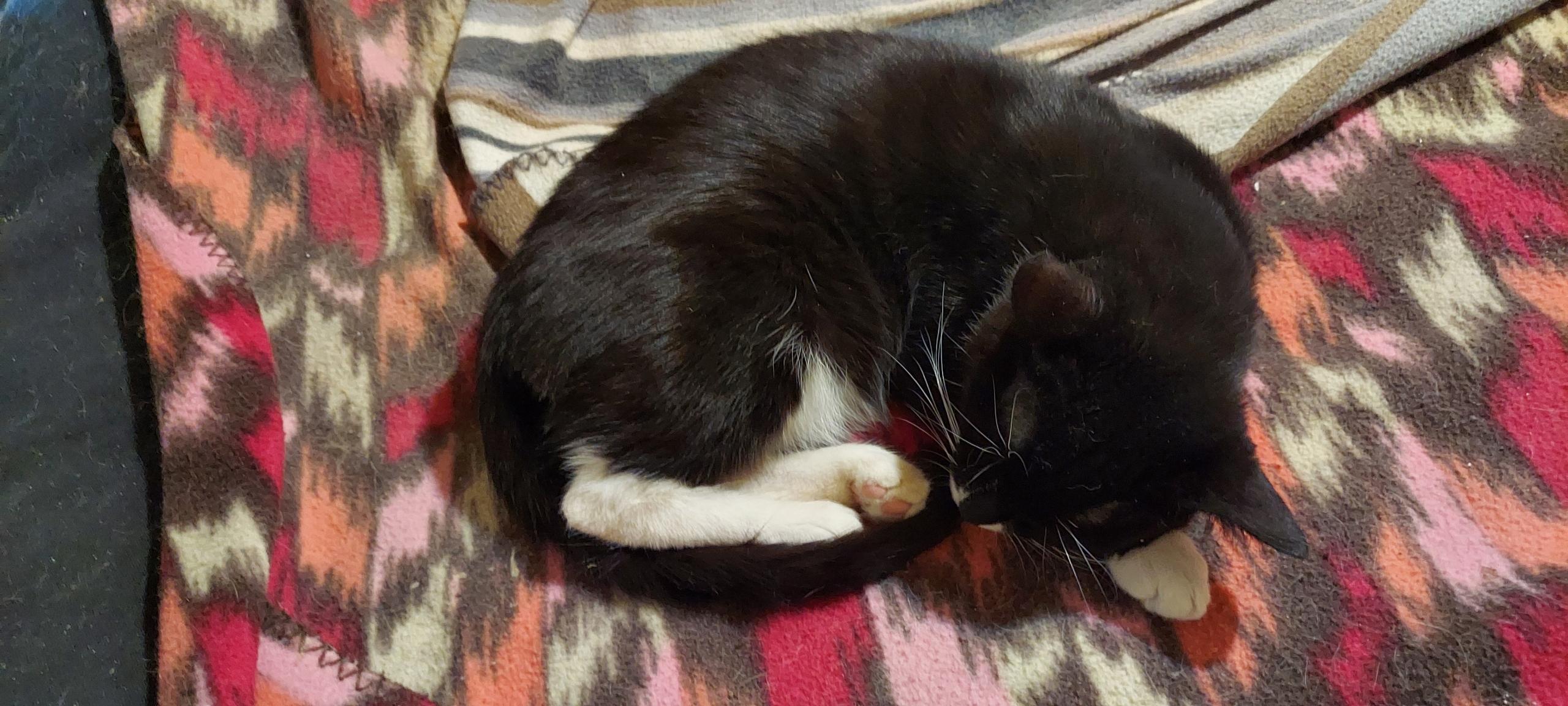 Pan, a ADOPTABLE Tuxedo in Richmond, VA image 5/6