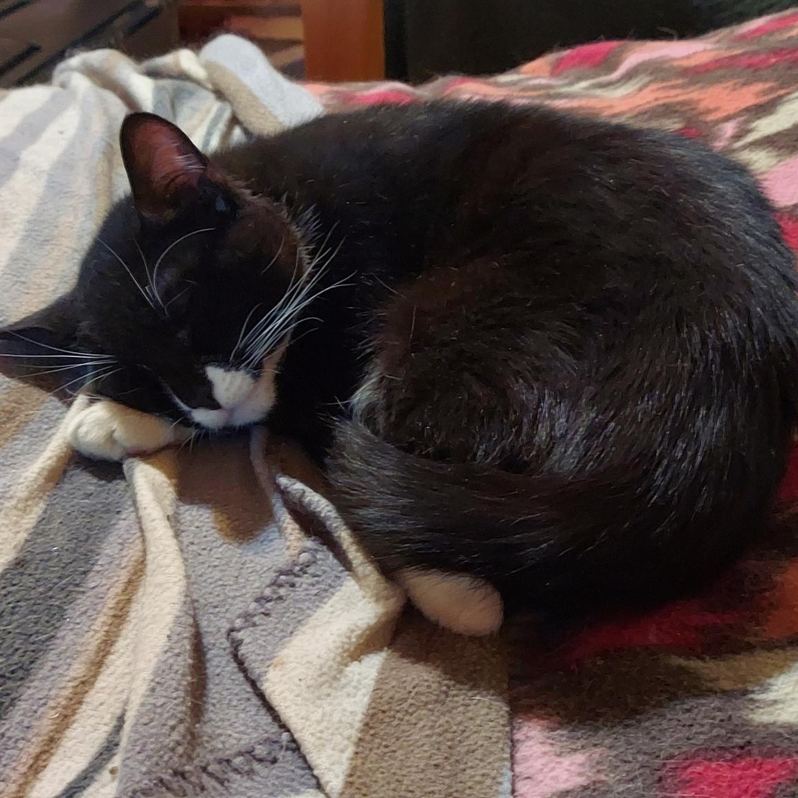 Pan, a ADOPTABLE Tuxedo in Richmond, VA image 3/6