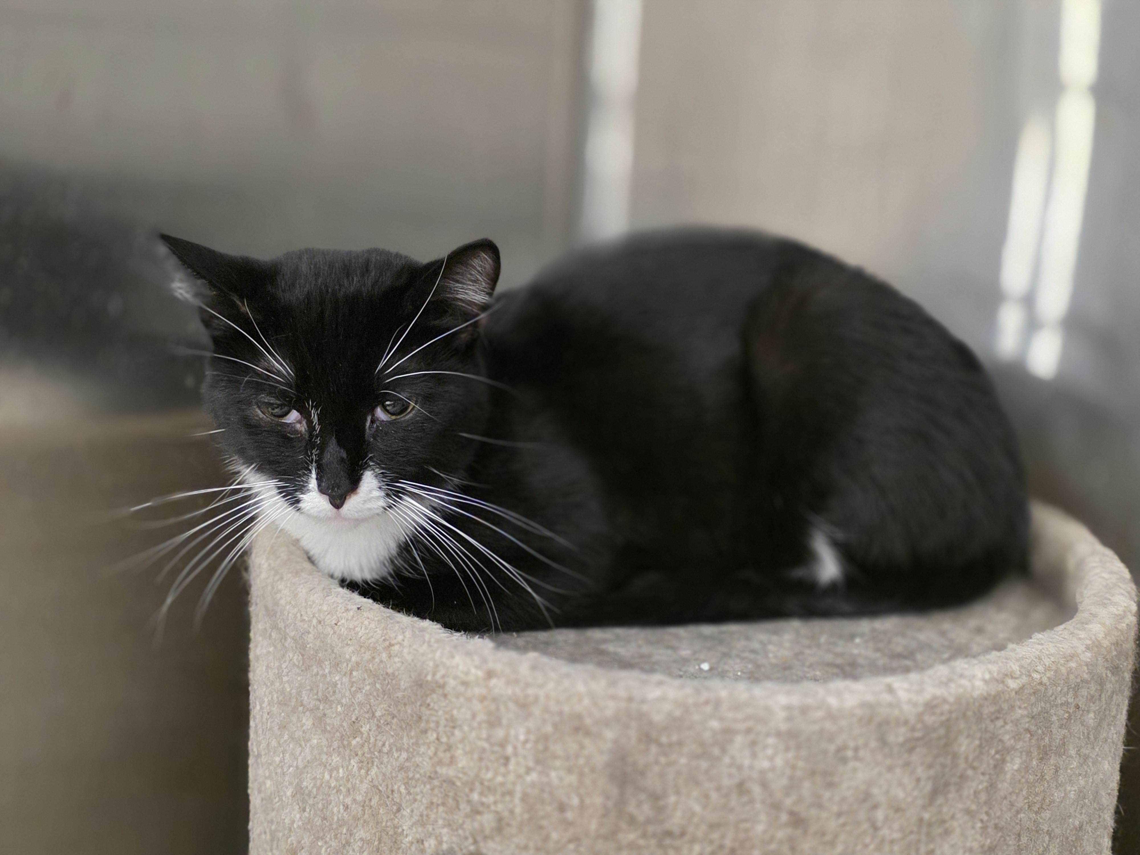 Pan, a ADOPTABLE Tuxedo in Richmond, VA image 6/6